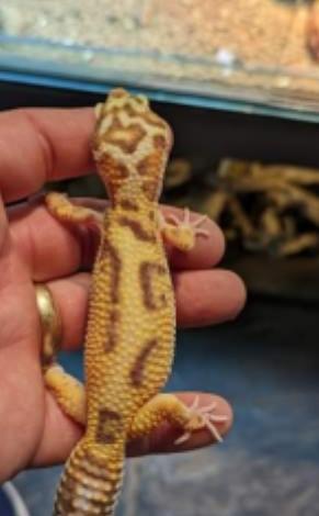 Preview of the first image of Leopard Geckos - Various Morphs.