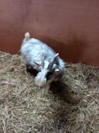Image 6 of Male African pygmy goat for sale