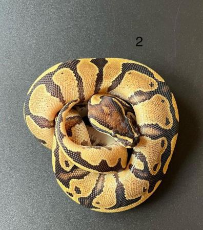 Image 2 of Ball/ Royal  python hatchlings