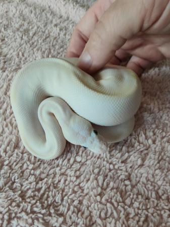 Image 10 of Ball python hatchlings and more