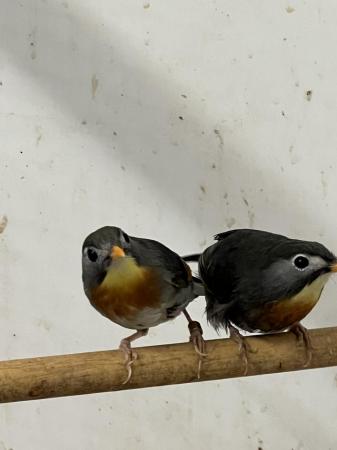 Image 3 of Adult breeding pair Pekin Robins
