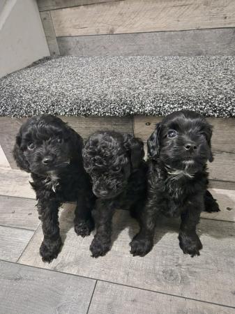 Image 4 of *Ready now* Stunning cockapoo 1 girl left