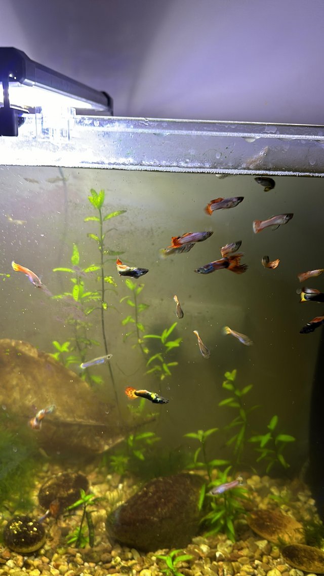 Preview of the first image of Guppies 10 for £10. Various colours M’s/F’s available.