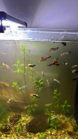 Image 1 of Guppies 10 for £10. Various colours M’s/F’s available