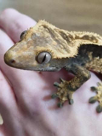 Image 6 of CB23 juvenile male crested gecko