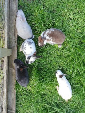 Image 4 of Mini rex rabbits available for loving homes