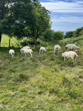 Image 2 of 12-15 week old Wiltshire Horn lambs
