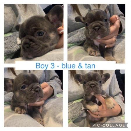 Image 9 of Frenchbulldog pups ready to leave 13th feb
