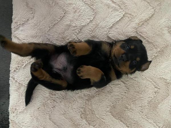 Image 6 of 4 week old Rottweiler puppies for sale