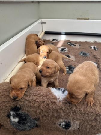Image 9 of 6 beautiful red Labrador puppies for sale