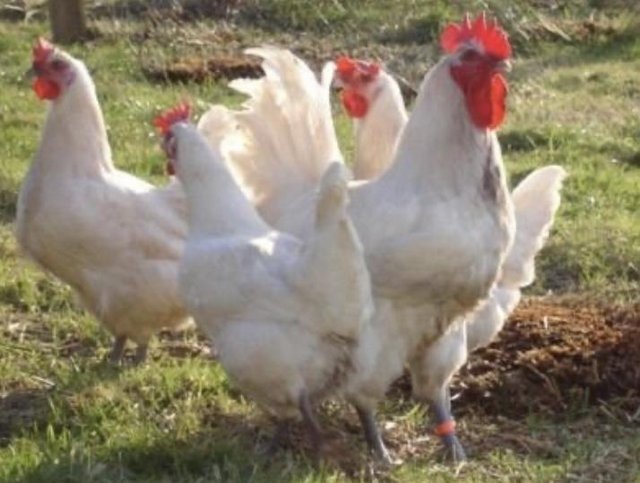 Bresse Gauloise day old chicks — Pets & Animals in Chelmsford