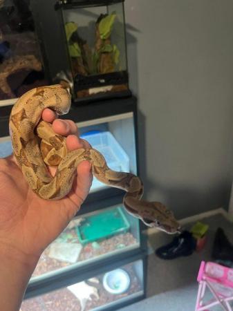 Image 1 of 6 month red tail boa 66% sharp snow