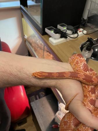 Image 2 of Corn snake amel red comes with whole set up Biv etc