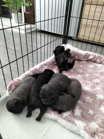 Image 3 of Pug puppies. Ready to go!!!