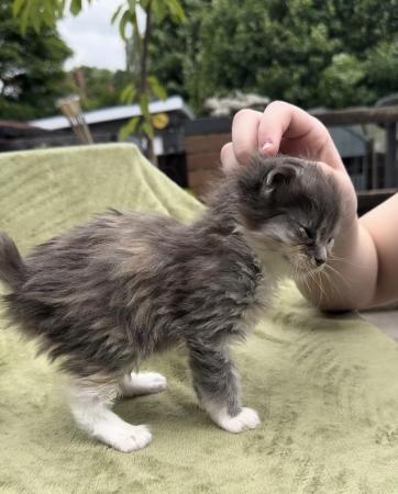 Image 6 of GCCF XL MAINE COON KITTENS SILVER/SMOKE