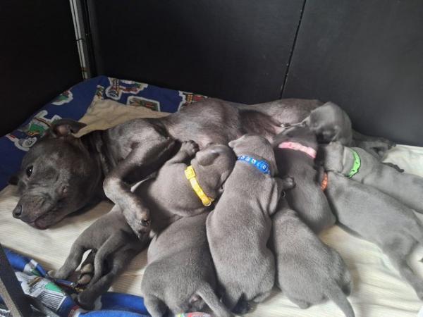Image 15 of Blue staffy puppies mixed litter