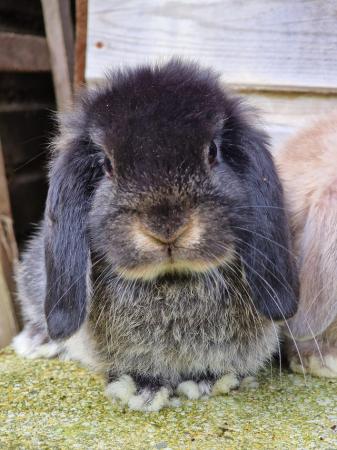 Image 3 of Gorgeous pure mini lop baby rabbits for sale