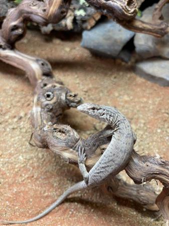 Image 2 of Pygmy Mulga Monitor Lizards At Urban Exotics