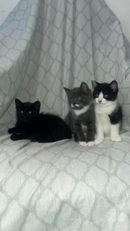 Image 5 of Beautiful Kittens looking for new homes available