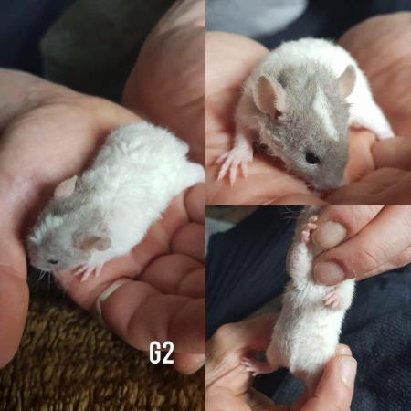 Image 6 of Rex smooth coat top eared dumbo baby rats