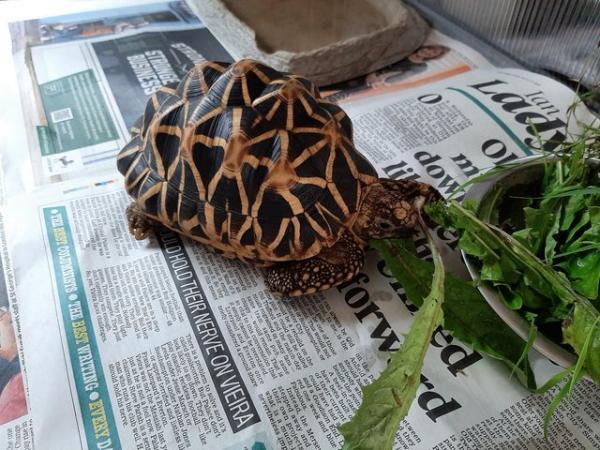 Image 3 of 15 year old Indian star tortoise