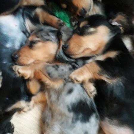 Image 3 of Long haired miniture dachshund pups.