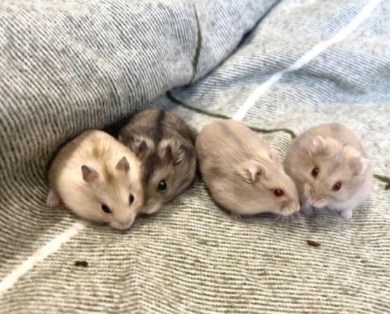Image 1 of Baby Russian Dwarf hamsters for sale