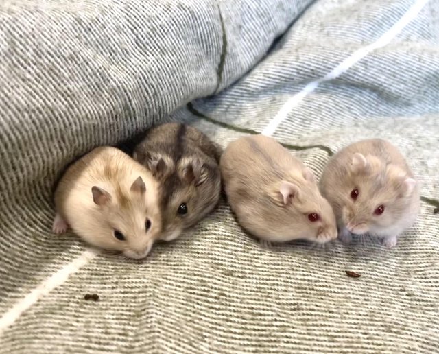 Preview of the first image of Baby Russian Dwarf hamsters for sale.