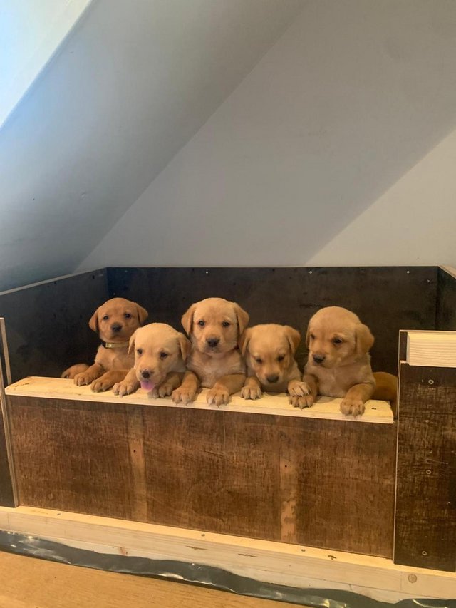 Preview of the first image of KC Registered Fox Red Labrador Puppies.
