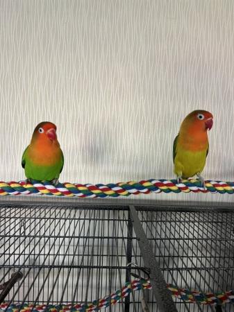 Image 3 of 4 yr old Male Pineapple conure/Male&Female Fischer Lovebird
