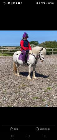 Image 2 of NOW   SOLD    Tinkerbell 12.3hh appaloosa x cob mare