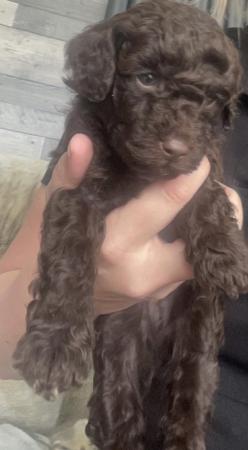 Image 8 of Toy poodle puppies for sale