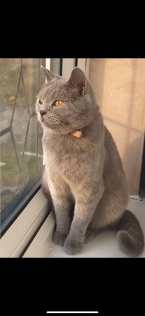 Image 1 of British shorthaired cat coats lilac