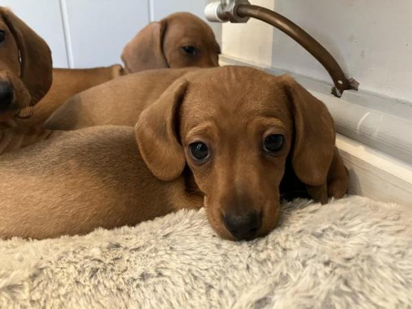 Image 14 of Ready Now! KC Reg Miniature Dachshund Smooth Haired
