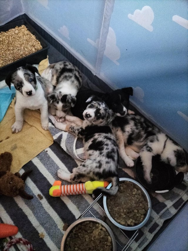 Preview of the first image of 5 x Border Collie puppies (1 LEFT).