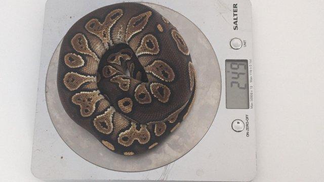 Image 4 of 2023 Male Blackhead Special Ball Python
