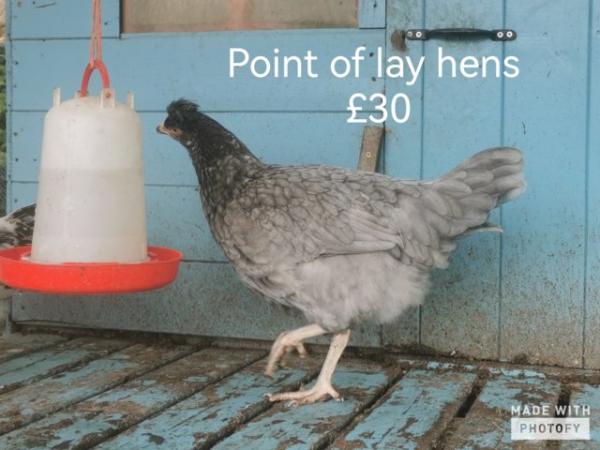 Image 4 of Point of Lay hens available now.