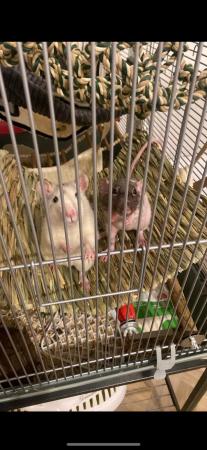 Image 4 of 3 male rats for rehoming