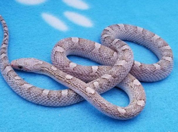 Image 6 of FOR SALE - 2022 Corn Snakes ultramel diffused granite pied