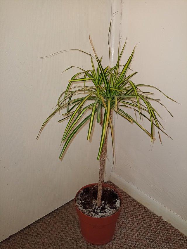 Preview of the first image of House plant....................