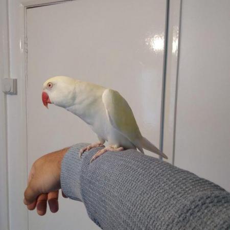 Image 2 of Albino Ringneck Parrot HAND TAME DOES NOT BITE