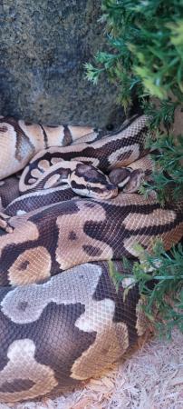 Image 2 of Various Ball Pythons For Sale