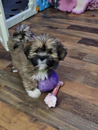 Image 1 of Lhasa apso puppiesfor sale