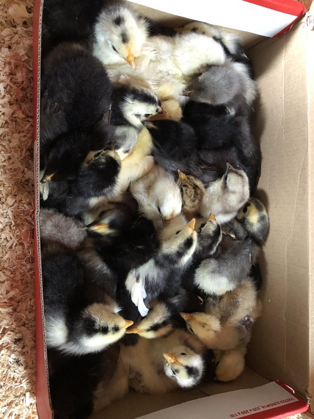 Preview of the first image of Chicks !  And growers, Pekin Bantams.