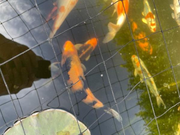 Image 4 of Japanese Koi reared from Fry