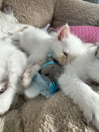 Image 2 of Ragdoll kittens for sale