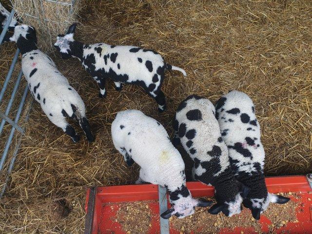 Preview of the first image of Pedigree Dutch spotted cade lambs**2 tups left**.