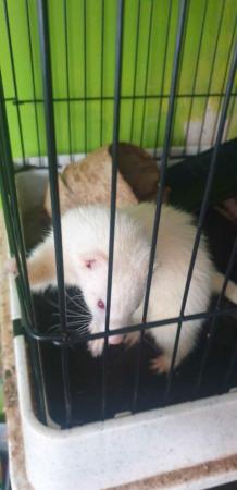 Image 2 of 2x 2.5 year old Female Ferrets