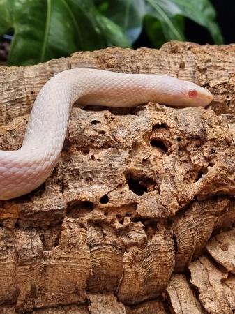 Image 8 of OMG Beautiful white snake