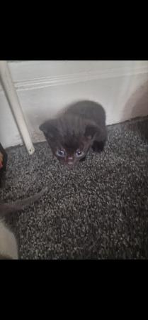 Image 3 of Kittens £120 ready for loving home